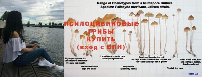 купить наркоту  Чкаловск  Галлюциногенные грибы Cubensis 